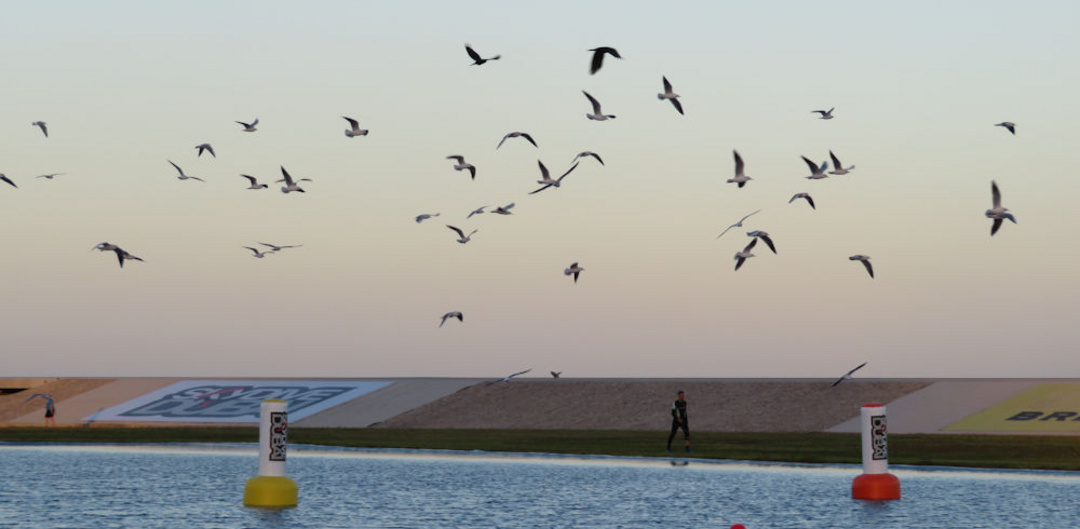Birds over the Pond - Dubai 2017